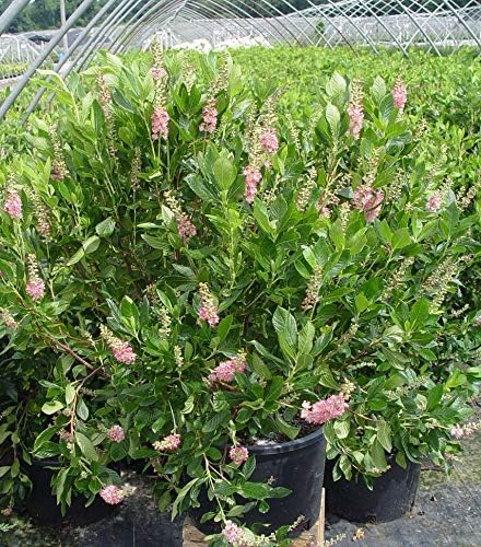 GreenPromiseFarms SHCSRS03 SHCSRS CLETHRA ALNIFOLIA `Ruby Spice`, 3 Size Container