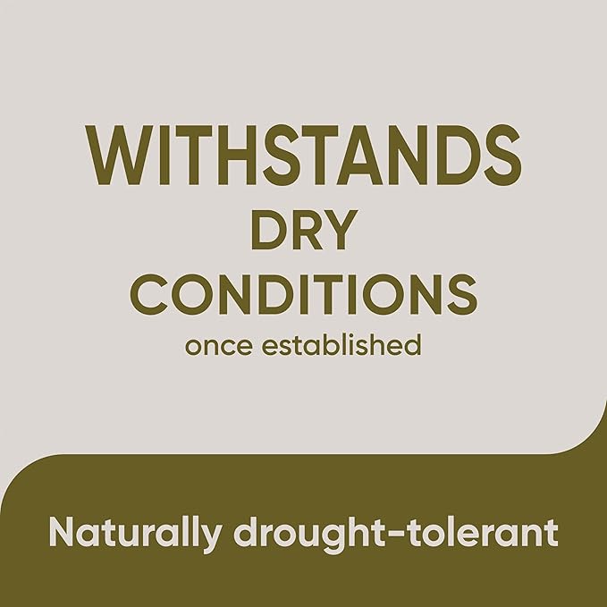 Scotts Pursue Sheep Fescue with Natural Seed, Seeding for Large Areas, 2 lbs.