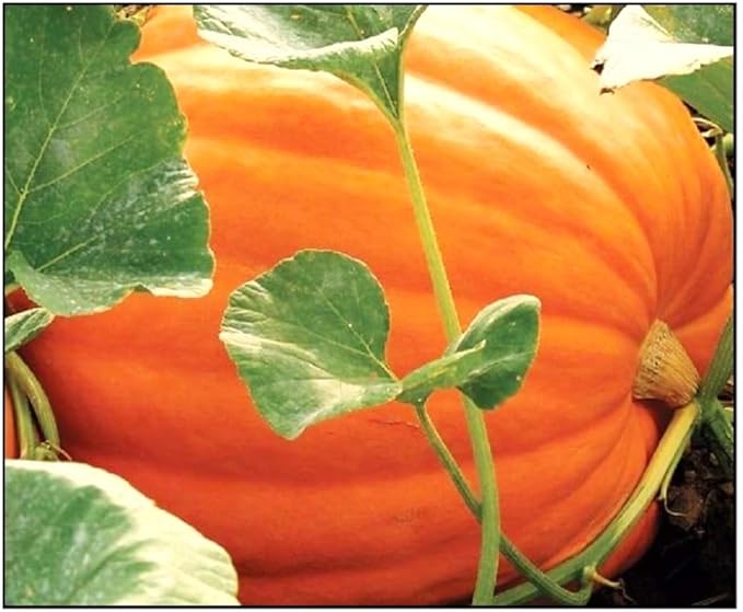 20 Big Max Pumpkin Seeds for Planting Non GMO Heirloom Seeds Fresh Garden Seed