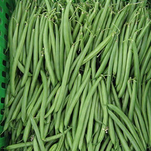 Park Seed Bean Seeds Harvest and Grow Your Own Spring Garden Vegetables, Endeavour, Pack of 250