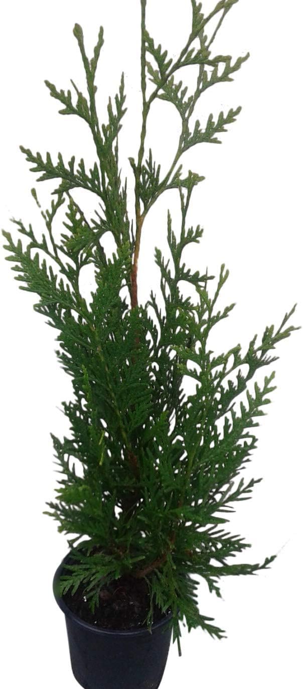 Thuja Green Giant Arborvitae Lot of 20, Quart Pot