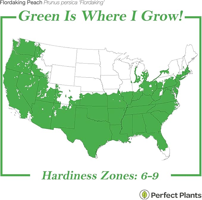 PERFECT PLANTS Flordaking Peach Tree 4-5ft. Tall | Large Fruit | Heavy Producer