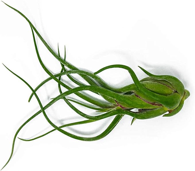 Tillandsia Air Plants Live Indoor Plants (50 Pack), Air Plants Bulk Party Favors or Wedding Favors Live Plants, Air Plant Lover Gifts, DIY Terrarium Kit, Air Succulents Plants Live by Plants for Pets