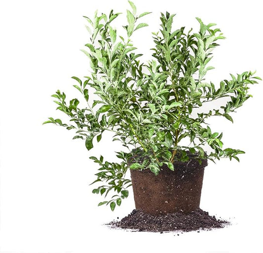 PERFECT PLANTS Premier Blueberry Live Plant, 3 Gallon, Includes Care Guide