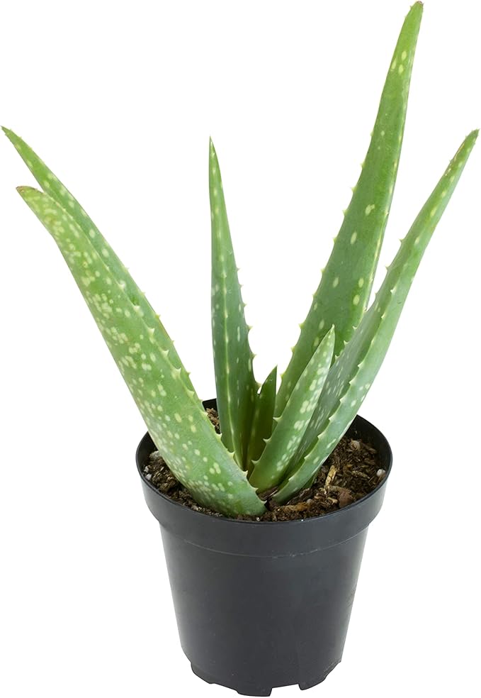 Aloe Vera Plant Live Succulent Plants, Live Aloe Vera Plant Succulents, Live Aloe Plant in Aloe Plant Pot, Aloe Plants Live Indoor Plants, Live Aloe Vera Plant Indoor House Plants by Plants for Pets