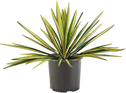 Shrub Color Guard Yucca, 2.25 Gal, Creamy White and Dark Green