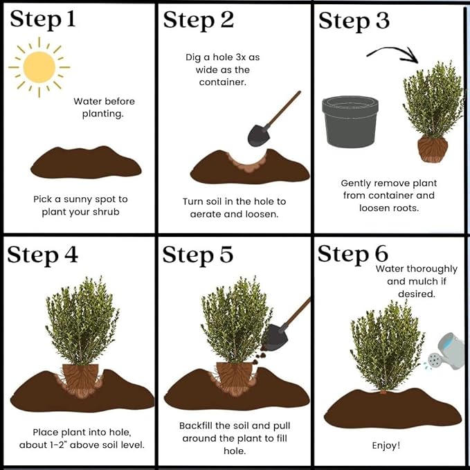 Shrub Wintergreen Boxwood 2.5 Qt, 1 Gallon, Green Foliage (Pack of 4)