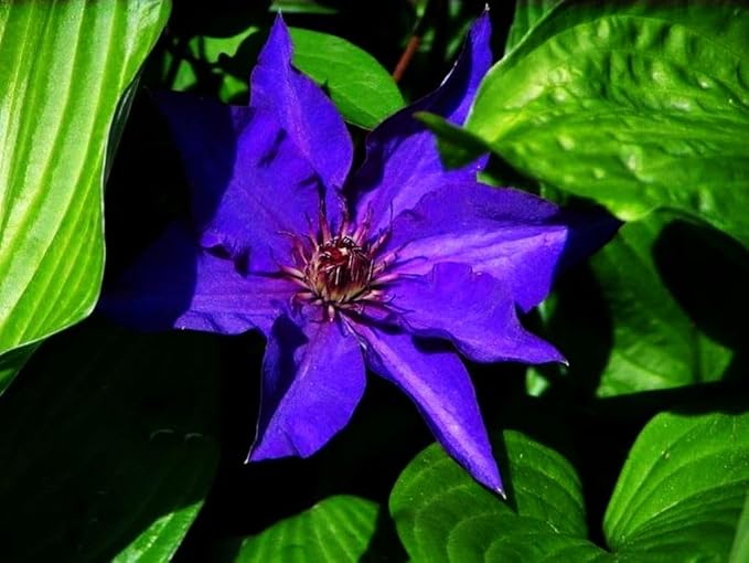 Mixed Clematis Seeds Flower Vine Perennial Flower 20 Pcs Seeds