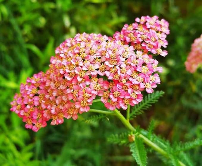 Common Yarrow Seeds Mixed Color Achillea Millefolium Flower Seeds 500 Seeds