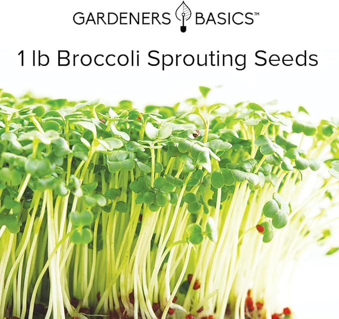 Gardeners Basics, Broccoli Seeds for Sprouting Kit and Microgreens Non-GMO, Heirloom Bulk 1 Pound Resealable Sprouts Bag