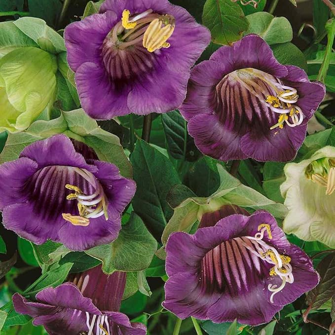Outsidepride 100 Seeds Perennial Violet Cobaea Cup & Saucer Vine Flower Seeds for Planting