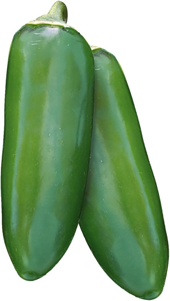 Burpee Jalapeno Gigante Hot Pepper Seeds 30 seeds