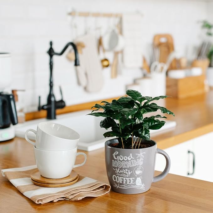 American Plant Exchange Arabica Coffee Live Plant, 4-Inch Pot, Fruiting Indoor Houseplant, Easy Care, Shiney Green Foliage