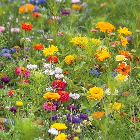 Eden Brothers Jellybean Flower Mixed Seeds for Planting, 1/4 lb, 120,000+ Seeds with Zinnia, Cornflower, Cosmos, Calendula, Attracts Pollinators, Plant in Spring or Fall, Zones 3, 4, 5, 6, 7, 8, 9, 10