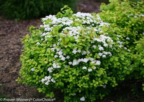 Proven Winners - Spiraea betulifolia Glow Girl (Birchleaf Spirea) Shrub, gold foliage with pink flowers, #2 - Size Container