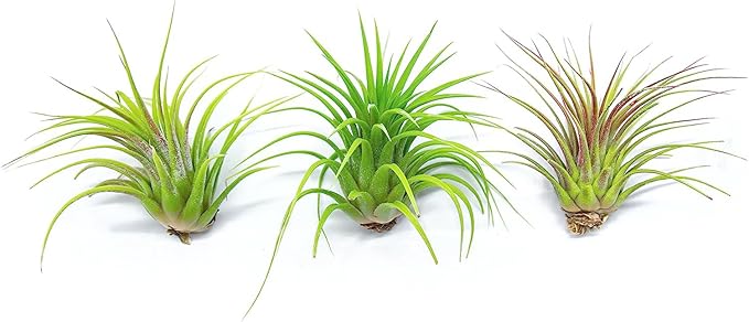 Ionantha Tillandsia Air Plants Live Indoor Plants (10PK), Air Plant Terrarium Plants Live Houseplants, Live Plants Indoor Plant Kit, Easy Care Plants for Air Plant Holder or Garden by Plants for Pets