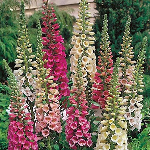 Outsidepride Digitalis Purpurea Foxy Foxglove Seeds – 5000 Pcs Biennial, Prolific, Tall Growing Flower Seeds w/Pollinator-Friendly Blooms for Shaded Gardens & Outdoor Landscapes (AAS Winner)