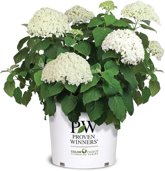 5 Gallon Proven Winners Hydrangea Incrediball