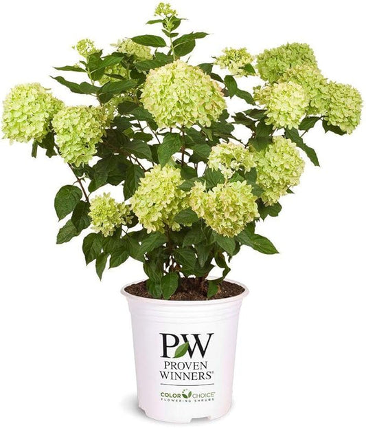 Little Lime Hydrangea 2 Gal, Green to Pink Blooms