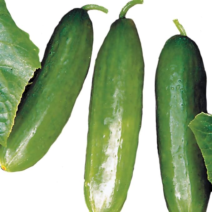 Park Seed Diva Cucumber Seeds, Tender and Delicious, Pack of 30 Seeds