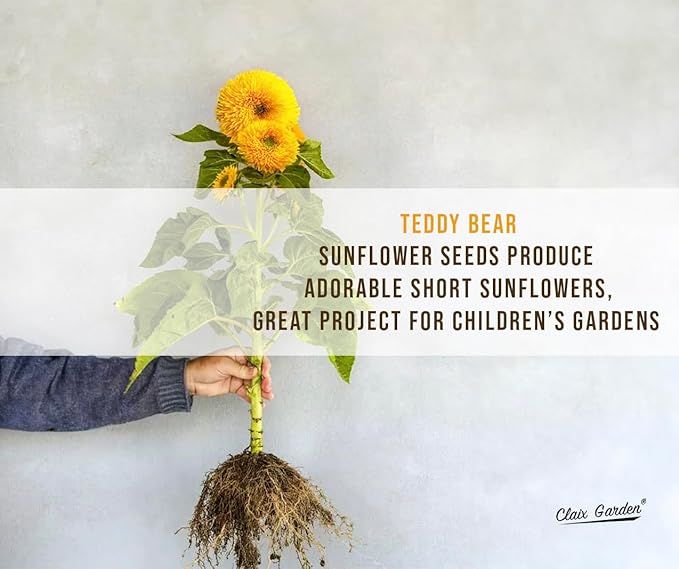 Sunflower Seeds - Teddy Bear - 50 Seeds - Heirloom, Non-GMO, USA Grown, Excellent for Pollinators, Annual, Deer Resistant - Sunflower Seeds for Any Home Garden