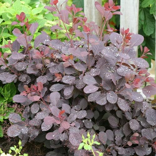 Green Promise Farms Cotinus cogg. Winecraft Black (Smokebush) Shrub, 3 Size Container, Pink Flowers