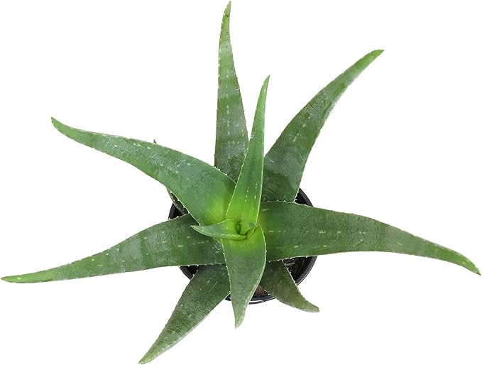 Live Aloe Vera Plant Live Succulents Plants Live Plants (1G), Aloe Plant Live Succulent Plants Live Aloe Plants Live Houseplants, Aloe Vera Plant Indoor Succulents Indoor Plants by Plants for Pets
