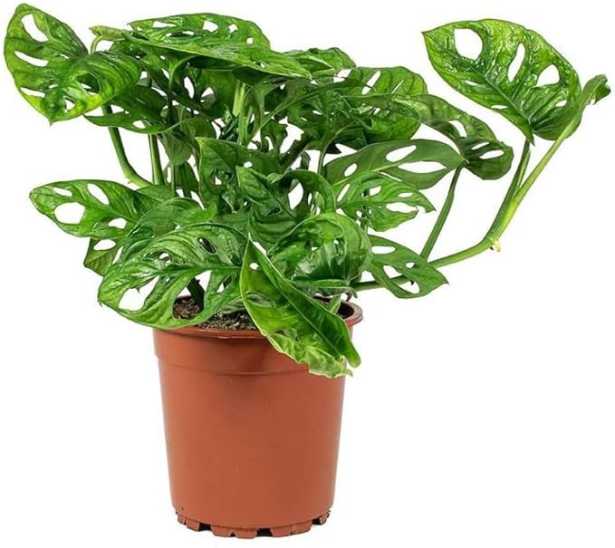 American Plant Exchange Monstera Adansonii Swiss Cheese Vine, Live 6-Inch Plant Pot for Home and Garden Decor, Air Purifying