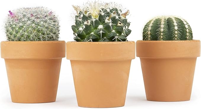 Cactus Plants Live in Clay Pots for Plants (3 PK), Live Cactus in Cactus Soil Potting Mix, Mini Cactus Succulents Plants Live Cacti, Cactus Live Succulents in Succulent Cactus Pot by Plants for Pets