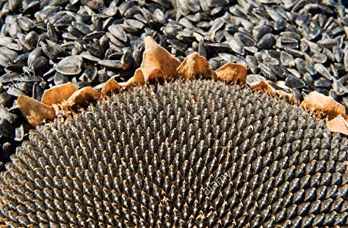 Black Oil Sunflower Flower Seeds for Planting, 150+ Flower Seeds Per Packet, (Isla's Garden Seeds), Non GMO & Heirloom Seeds, Scientific Name: Helianthus annuus, Great Flower Garden Gift