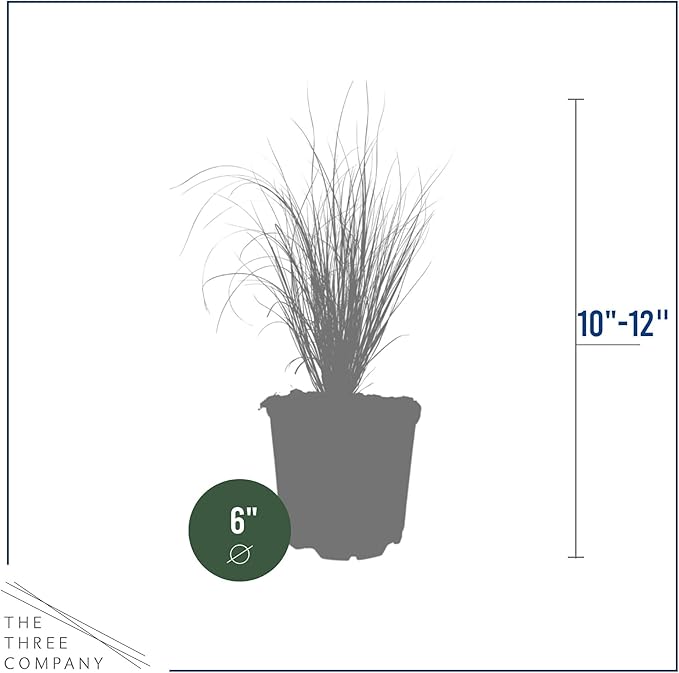 Live Perennial Pampas Grass - Assorted White and Pink (2 Per Pack), Showy Accent Plant, 12" Tall by 6" Wide in 1.5 Quart Pot (Pack of 2)