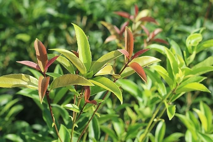 PERFECT PLANTS Tea Olive Live Plant, 1 gallon, Green