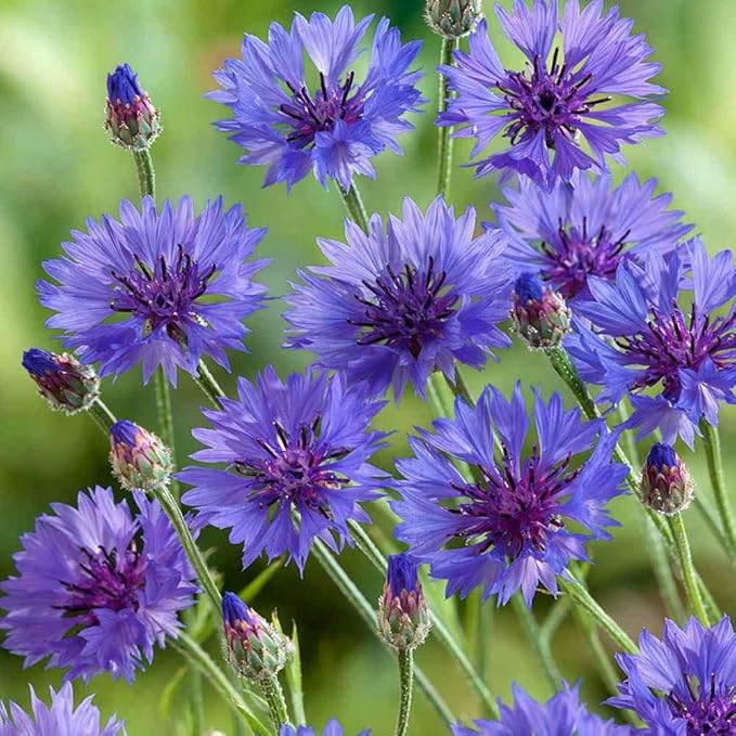 Outsidepride 1000 Seeds Blue Cornflower Bachelor's Button Dwarf Garden Flower Seeds for Planting
