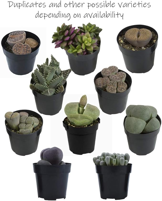 Altman Plants, Mimicry Succulents Plants Live Mini Succulents (4 Pack), Lithops Live Plants Outdoor or Live Indoor Plants, Living Stones Succulent Plants Live Houseplants, Succulent Plant House Plants