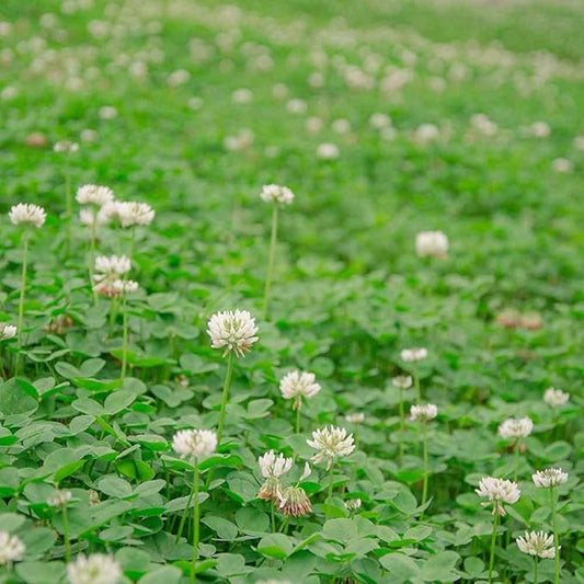 Outsidepride Perennial White Dutch Clover Seed - 40 lbs. Nitrocoated, Inoculated Clover Seeds for Lawn Alternative, Erosion Control, Food Plots, Ground Cover, & Pasture Mixtures in USDA Zones 3-10