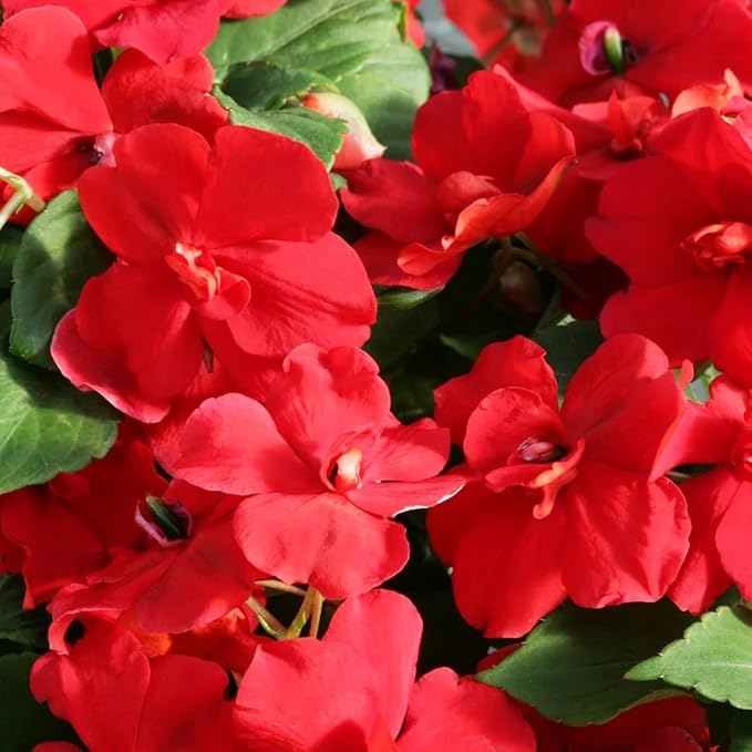 500+Impatiens Mixed Seeds for Planting Outdoor-Perennial Impatiens Balsamina Plants Ornamental Garden Potted Bonsai Indoor