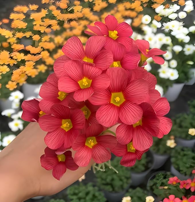 Oxalis Obtusa 'Sundisc' Jane - 5 Premium Bulbs, Red Flowers, Unique Houseplant