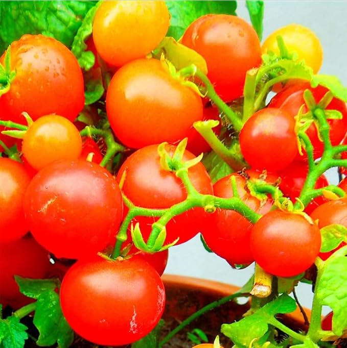100 Seeds Indoor Cherry Tomato Dwarf Red and Yellow Tomato Rare Vegetable Heirloom Seeds