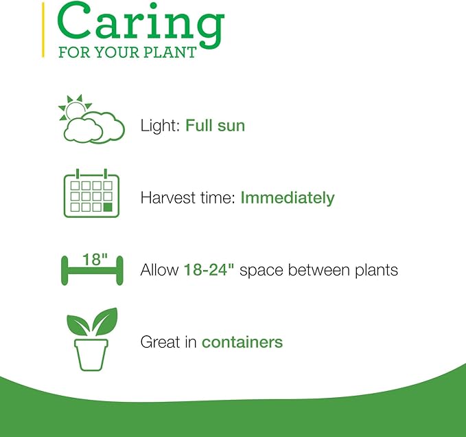 Bonnie Plants Garden Sage Live Herb Plants - 4 Pack, Easy To Grow, Non-GMO, Perennial In Zones 5 to 8, Key Ingredient Of Poultry Seasoning & Turkey Stuffing