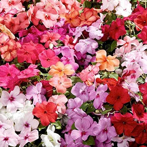 Mixed Impatiens Seeds for Planting - 300 Balsamina Balsam Camellia Impatiens Seeds Annual Flowers for Planting