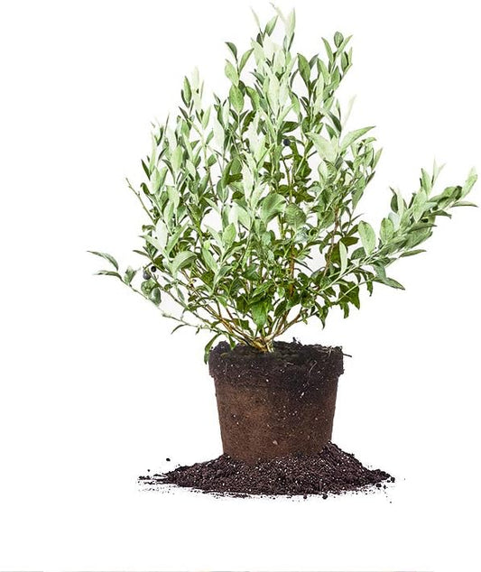 PERFECT PLANTS Premier Blueberry Live Plant, 1 Gallon, Light Green
