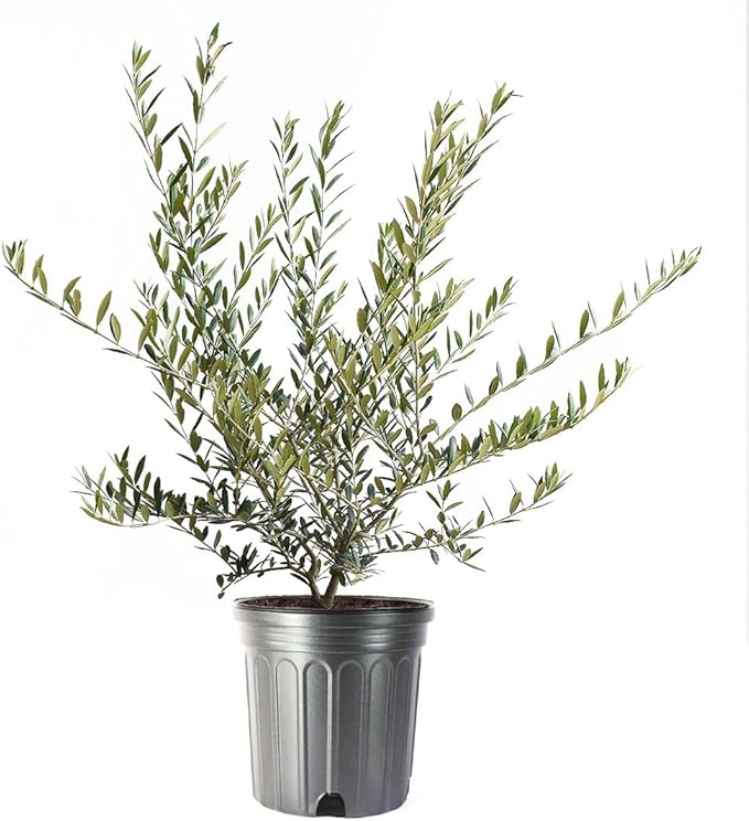 American Plant Exchange Live Arbequina Olive Tree, Fruit Bearing, Plant Pot for Home and Garden Decor, 10" Pot