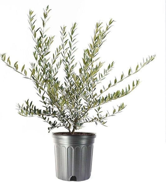 American Plant Exchange Live Arbequina Olive Tree, Fruit Bearing, Plant Pot for Home and Garden Decor, 10" Pot