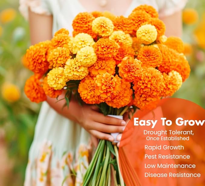 NatureZ Edge, Marigold Seeds, Marigold Seeds for Planting Outdoors, 1 Ounce 10,000 Seeds, Hawaiian and Cracker Jack Marigold Seeds, Marigolds Seeds, African Marigold Seeds, Giant Marigolds Seeds Bulk