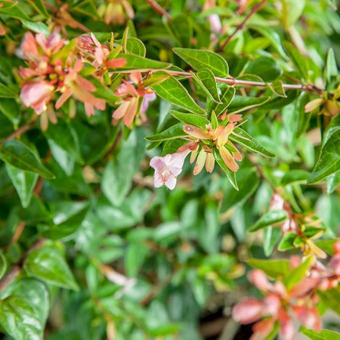 PERFECT PLANTS Edward Goucher Abelia Live Plant, 1 Gallon, Includes Care Guide