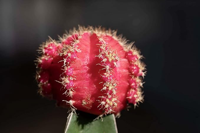 Grafted Cactus Plants Live in Clay Pots for Plants (3 PK), Live Cactus Plant in Cactus Soil Potting Mix, Live Mini Cactus Succulents Plants Live Cacti, Live Succulents in Cactus Pot by Plants for Pets