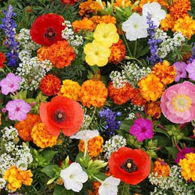 Deer Resistant Blend Flower Seeds Mix Beautiful Garden Flower Seeds 300 Seeds