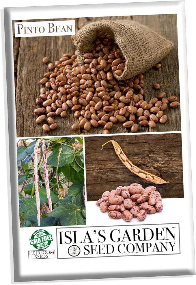 Pinto Bean Plant Seeds, 30+ Heirloom Seeds Per Packet, (Isla's Garden Seeds), Non GMO Seeds, 90% Germination Rate, Botanical Name: Phaseolus vulgaris