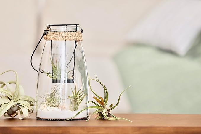 Tillandsia Air Plants Live Indoor Plants (75 Pack), Air Plants Bulk Party Favors or Wedding Favors Live Plants, Air Plant Lover Gifts, DIY Terrarium Kit, Air Succulents Plants Live by Plants for Pets
