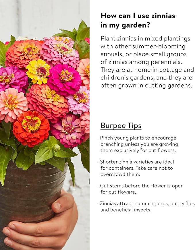 Burpee Cut & Come Again Zinnia Seeds 175 seeds